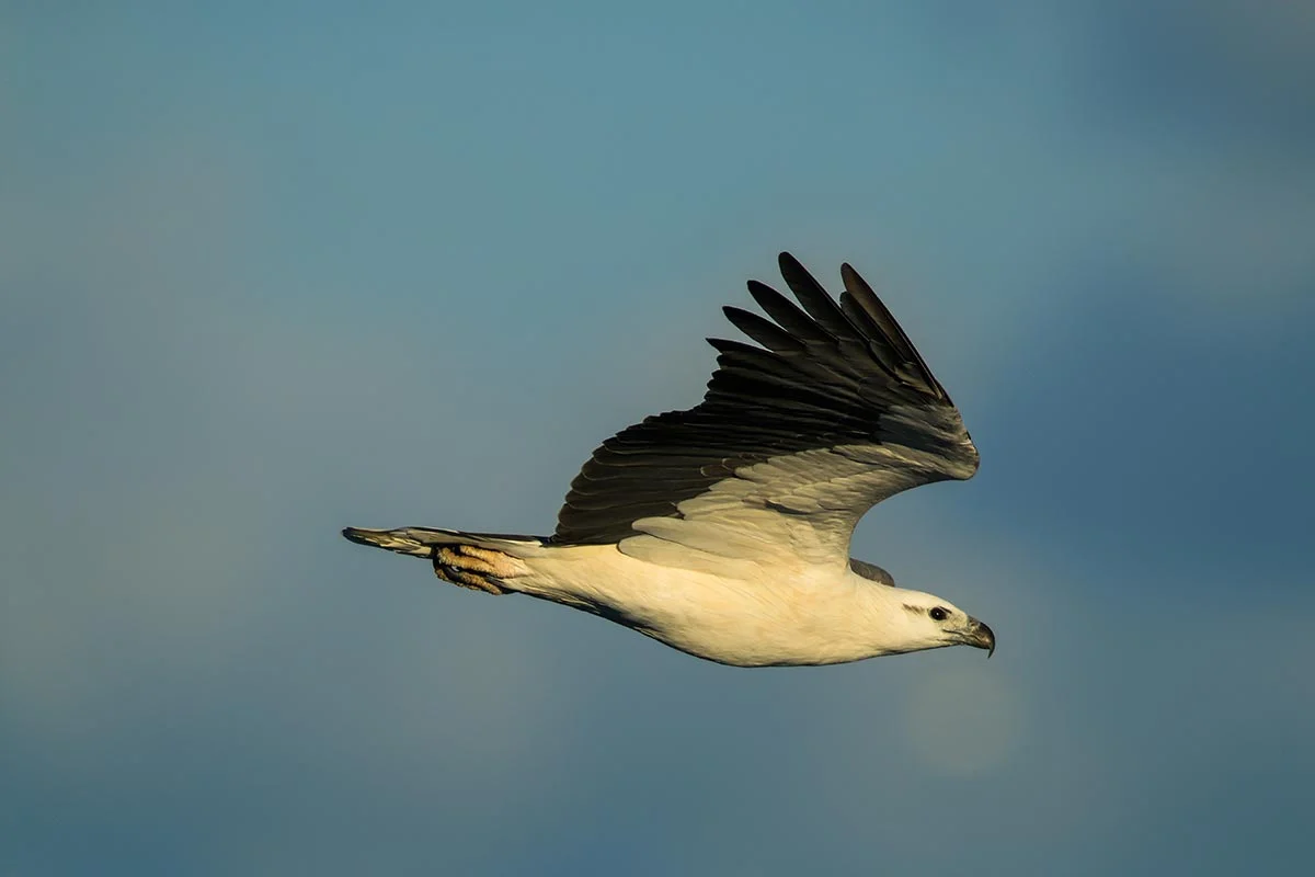 Things to do in Swan Lake NSW - 01
