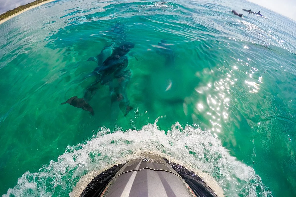 Things to do in Swan Lake NSW - Marine Wildlife